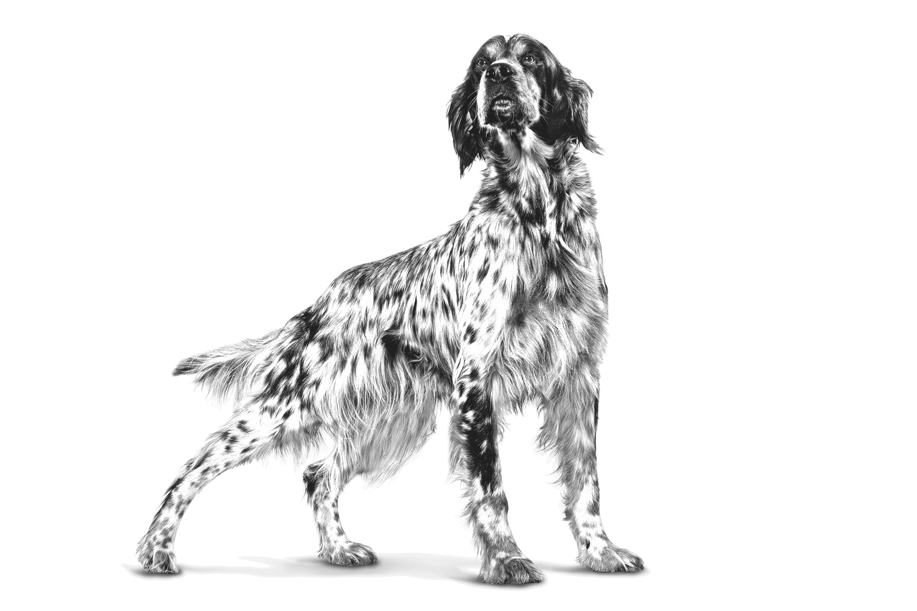 ROYAL CANIN Dog Diabetic VHN - trockenfutter für Hunde - 1,5kg - foto 1