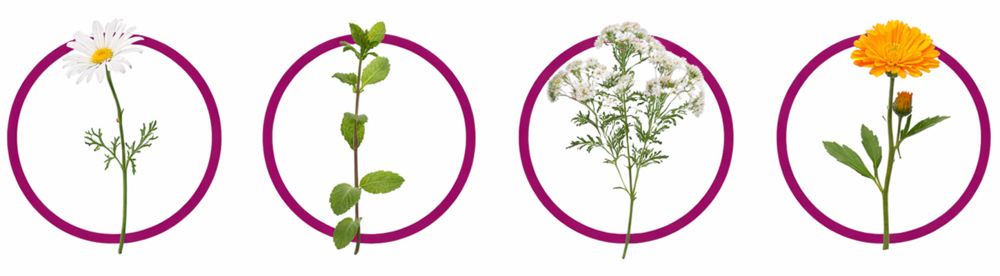 CHAMPER Gastro Monoprotein Turkey - Nassfutter für Hunde - 400g - foto 1