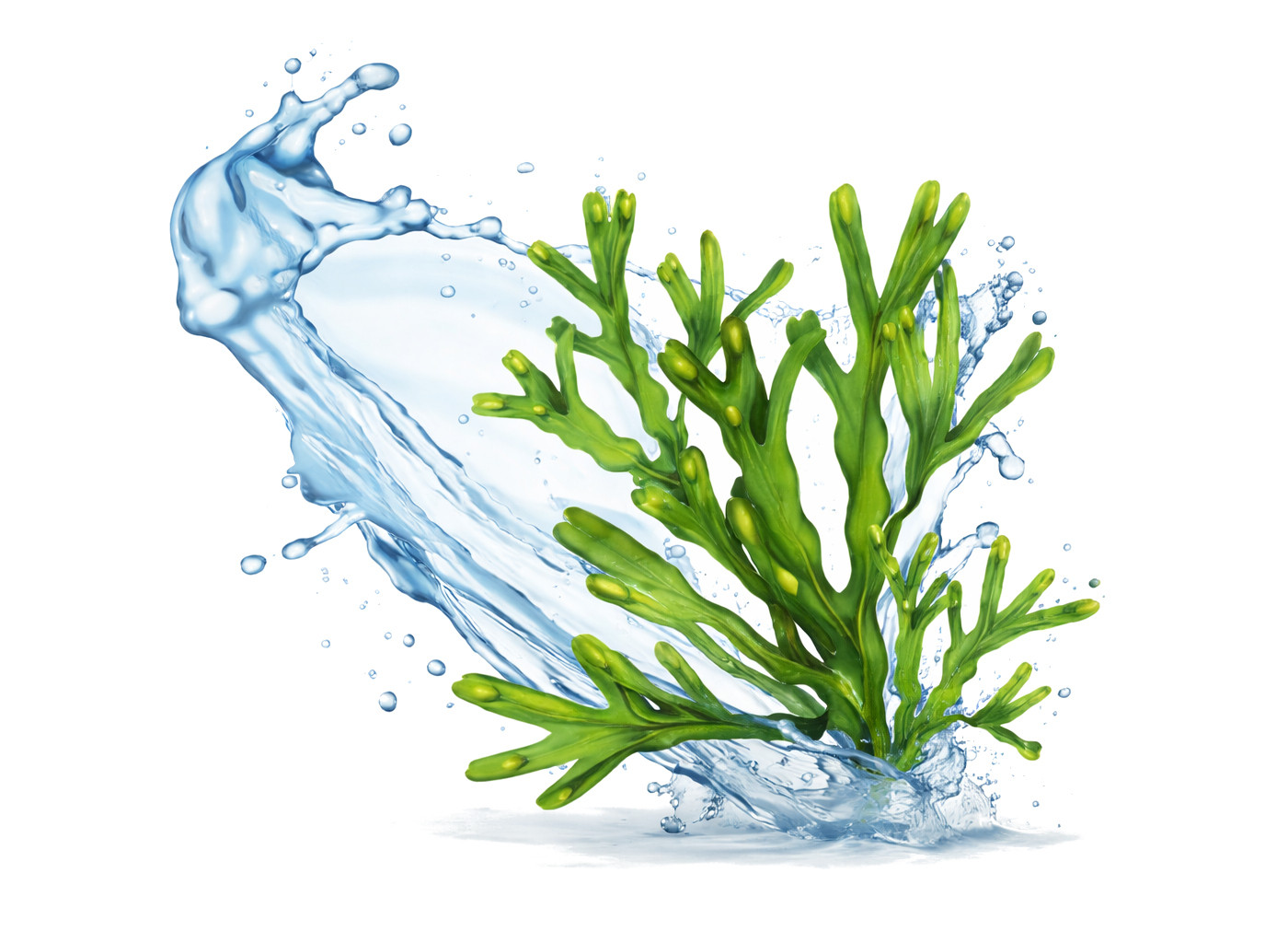 POKUSA BreedingLine JuniorOptimal+ - nahrungsergänzungsmittel für hunde- 300g - foto 2