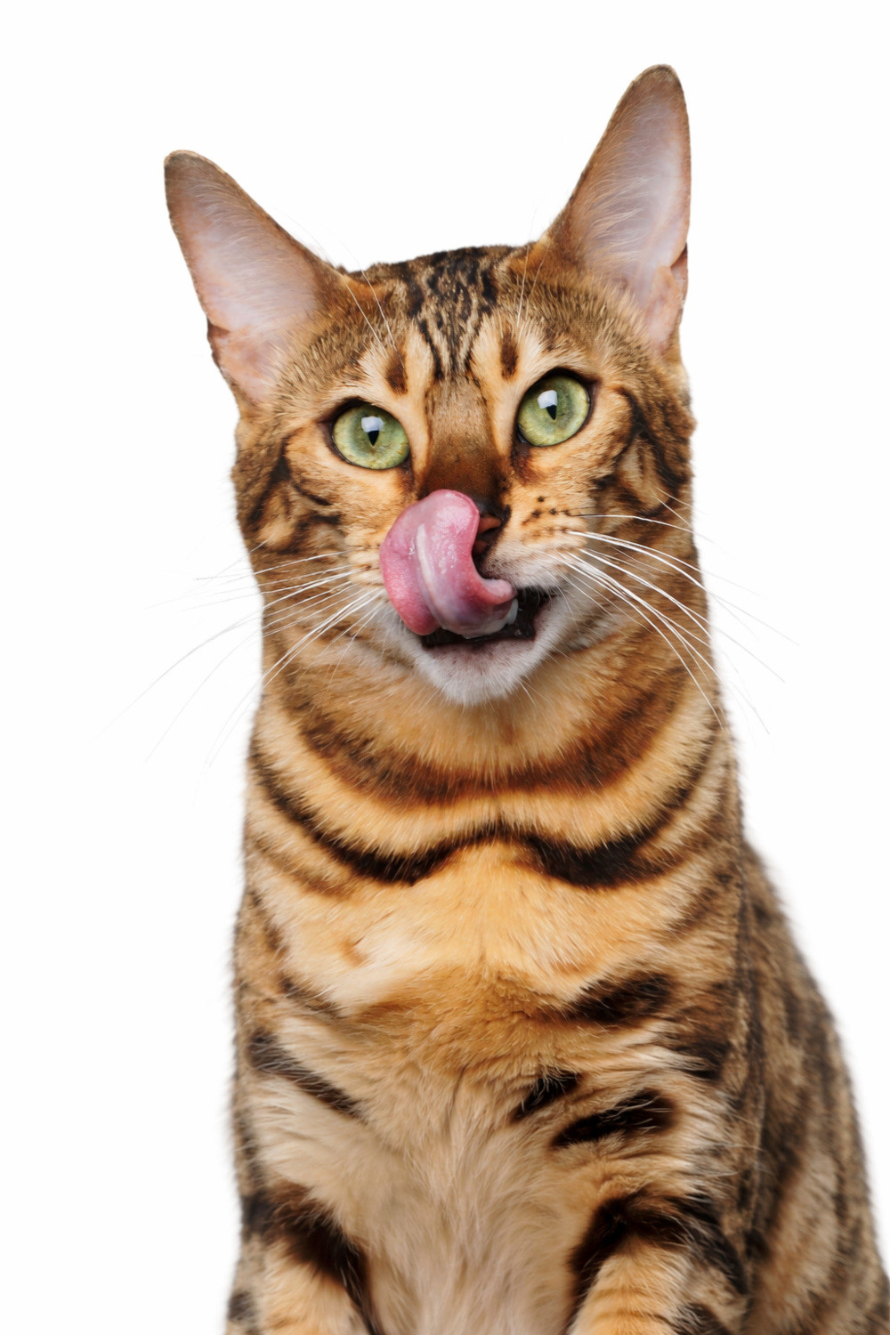 JOHN DOG For cats Mousse Chicken - nassfutter für Katzen - 12x200g - foto 3