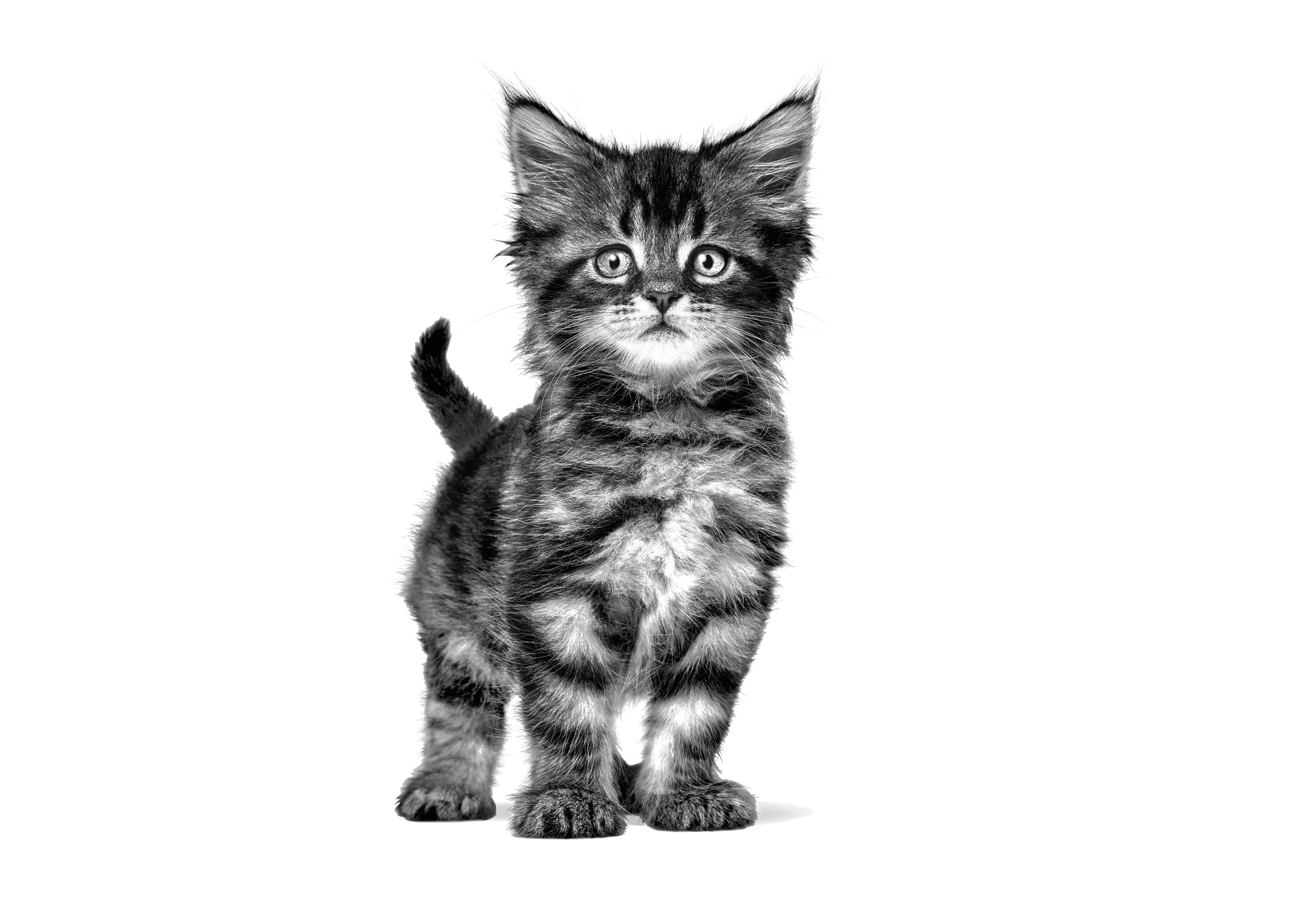 ROYAL CANIN Cat Gastrointestinal Kitten VHN - trockenfutter für Katzen - 400g - foto 1