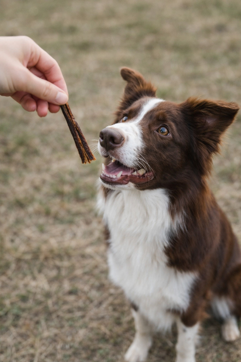 UNISZKI Schweinedärme – leckerli für hunde – 100 g - foto 3