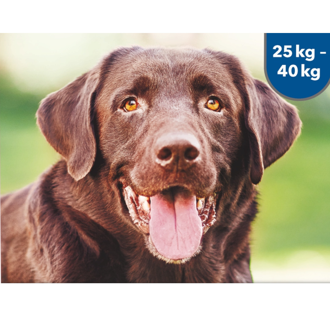 ELANCO Advantix Spot-On 25-40kg - tropfen gegen flöhe und zecken für hunde – 1x4ml - foto 2