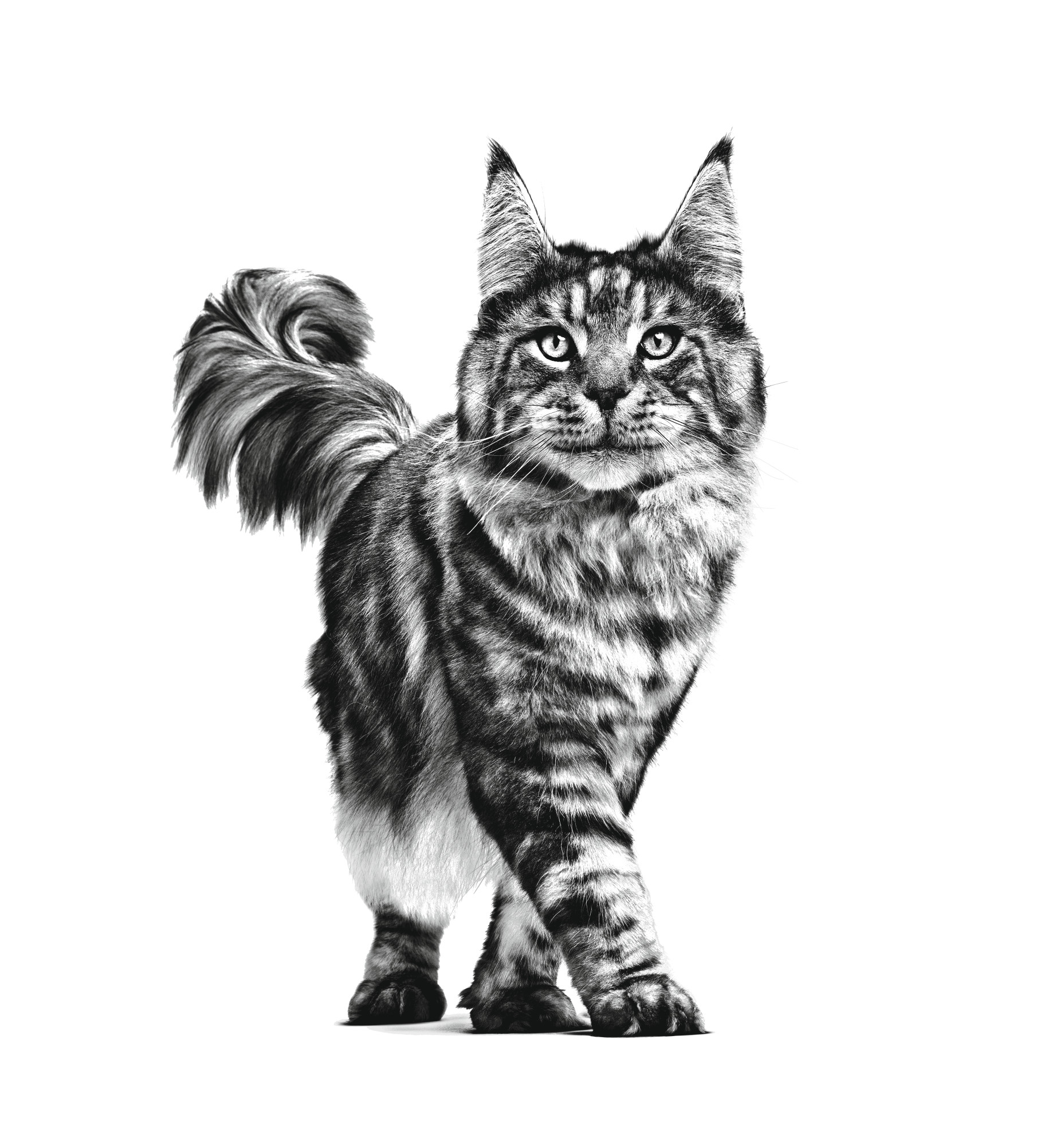 ROYAL CANIN Cat Early Renal VHN - trockenfutter für Katzen - 400g - foto 1