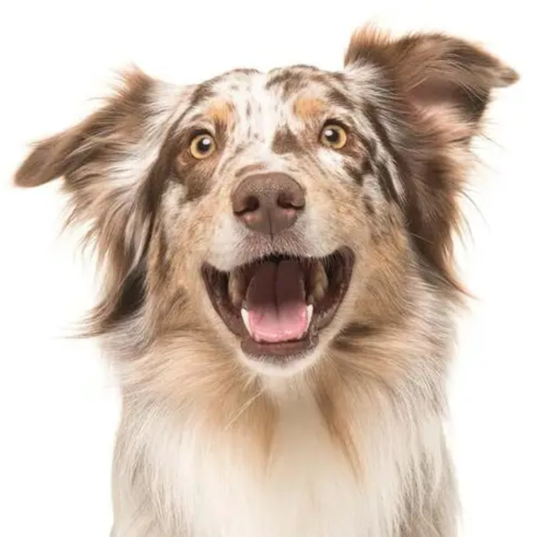 ELANCO Kiltix Floh- und Zeckenhalsband für Hunde - M - foto 2