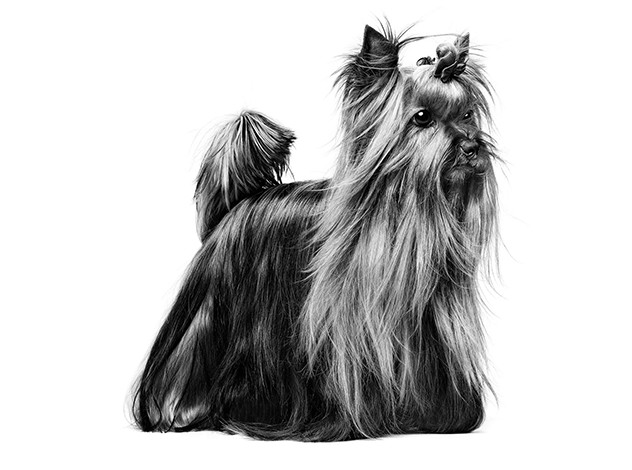 ROYAL CANIN BHN Yorkshire Terrier Adult Trockenfutter für Hunde - 7,5 kg - foto 9