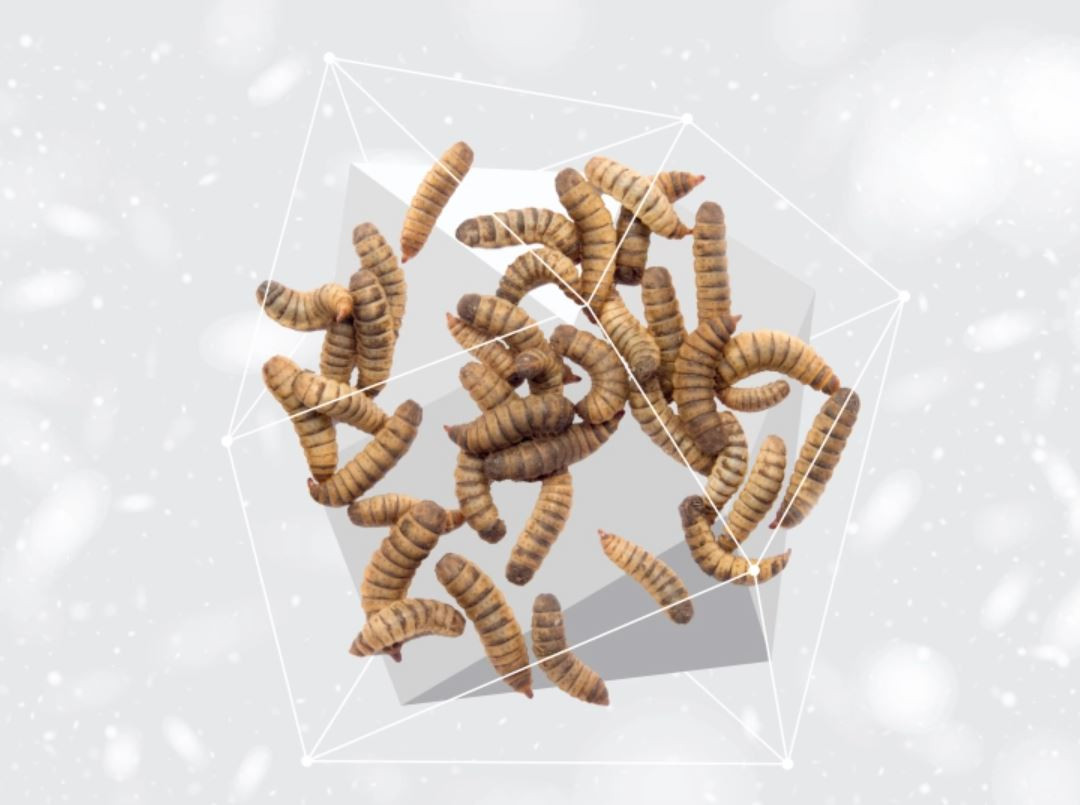 NATURE'S PROTECTION Superior Care White dog Small breeds Insect - trockenfutter für Hunde - 1,5kg - foto 3