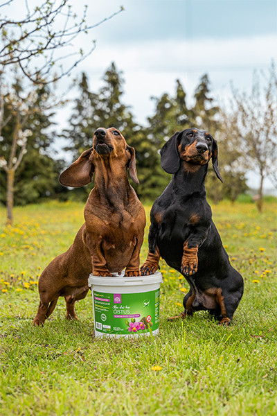 POKUSA RawDietLine Cistus - nahrungsergänzungsmittel für hunde und katzen - 500g - foto 4