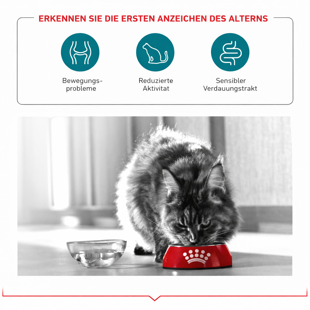 ROYAL CANIN Ageing 11+ Sterilised - trockenfutter für Katzen - 4kg - foto 4