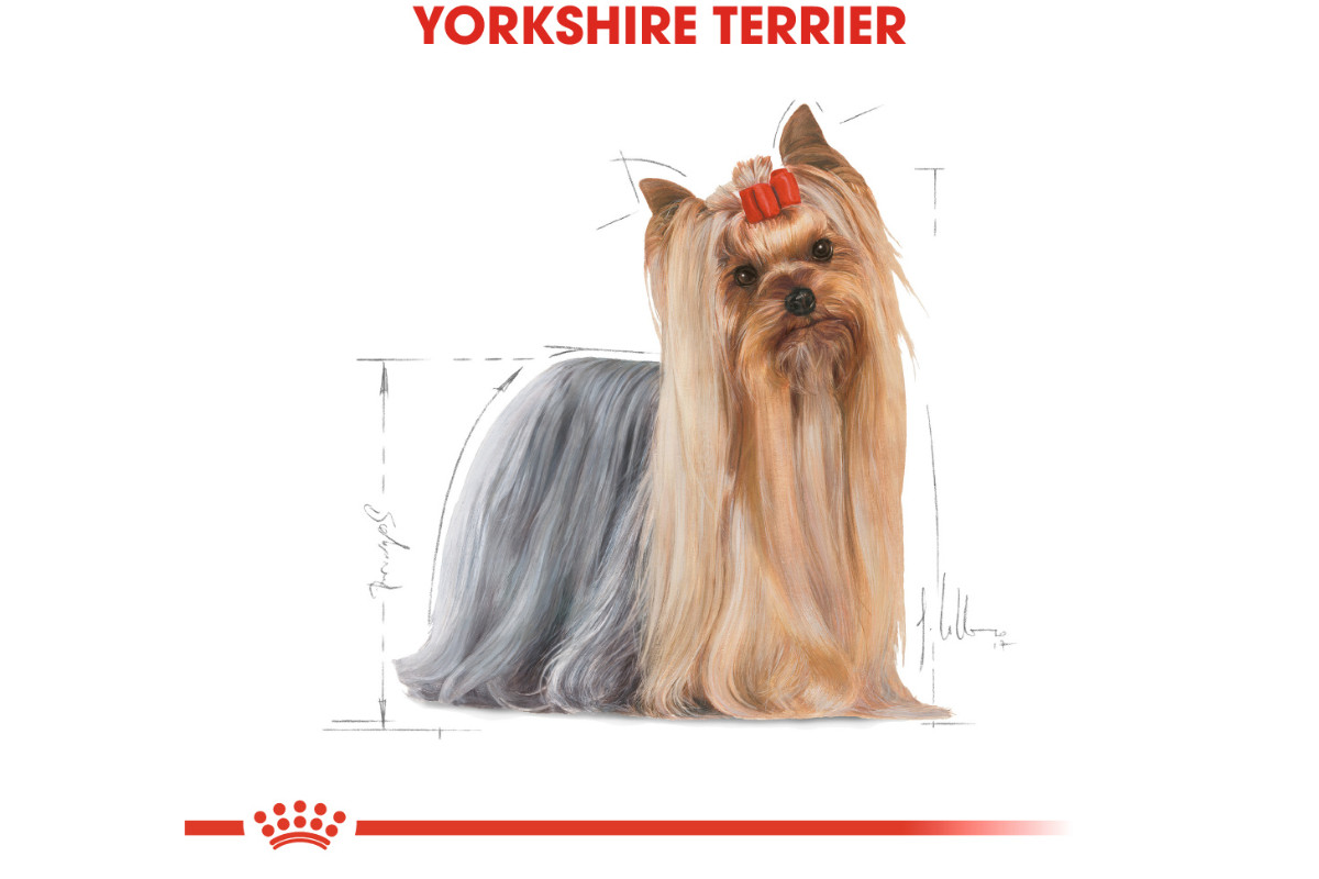 ROYAL CANIN BHN Yorkshire Terrier Adult - Trockenfutter für Hunde - 3kg - foto 3