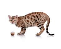 SHELMA Indoor Rich in turkey - trockenfutter für Katzen - 5x750g - foto 6