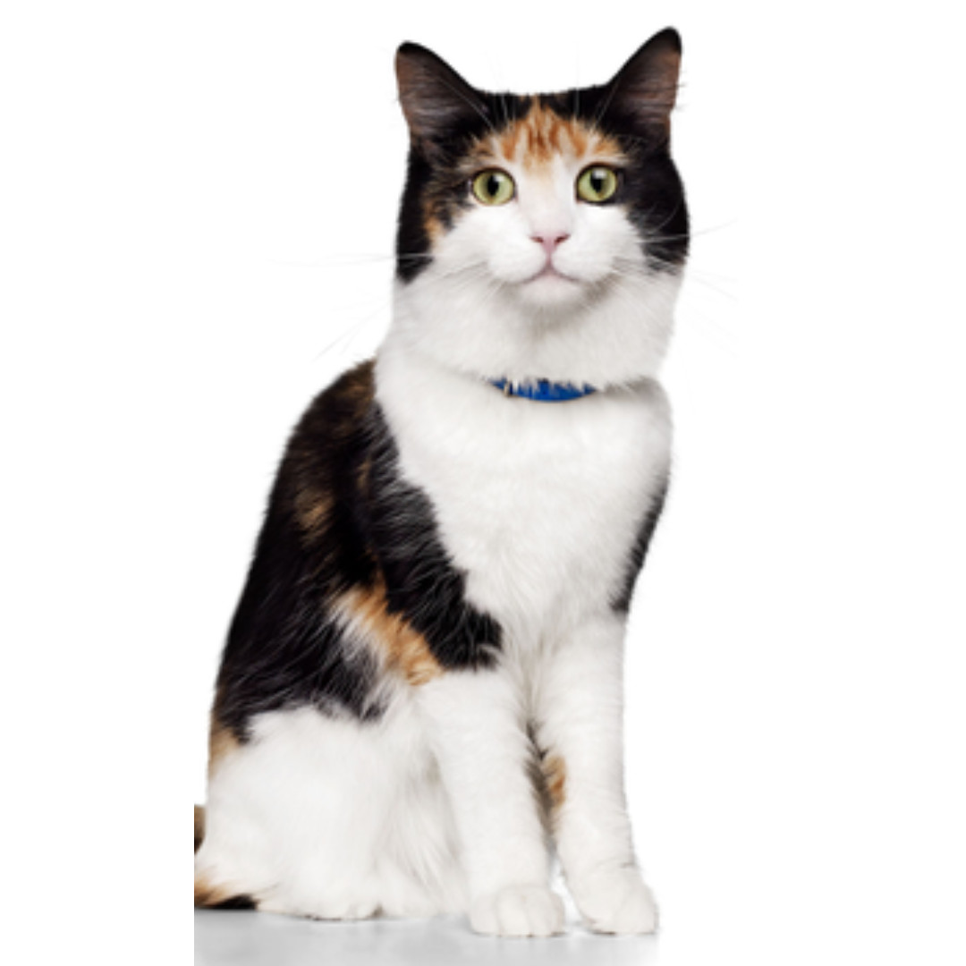 HILL'S Thyroid Care y/d – Trockenfutter für Katzen – 1,5kg - foto 4