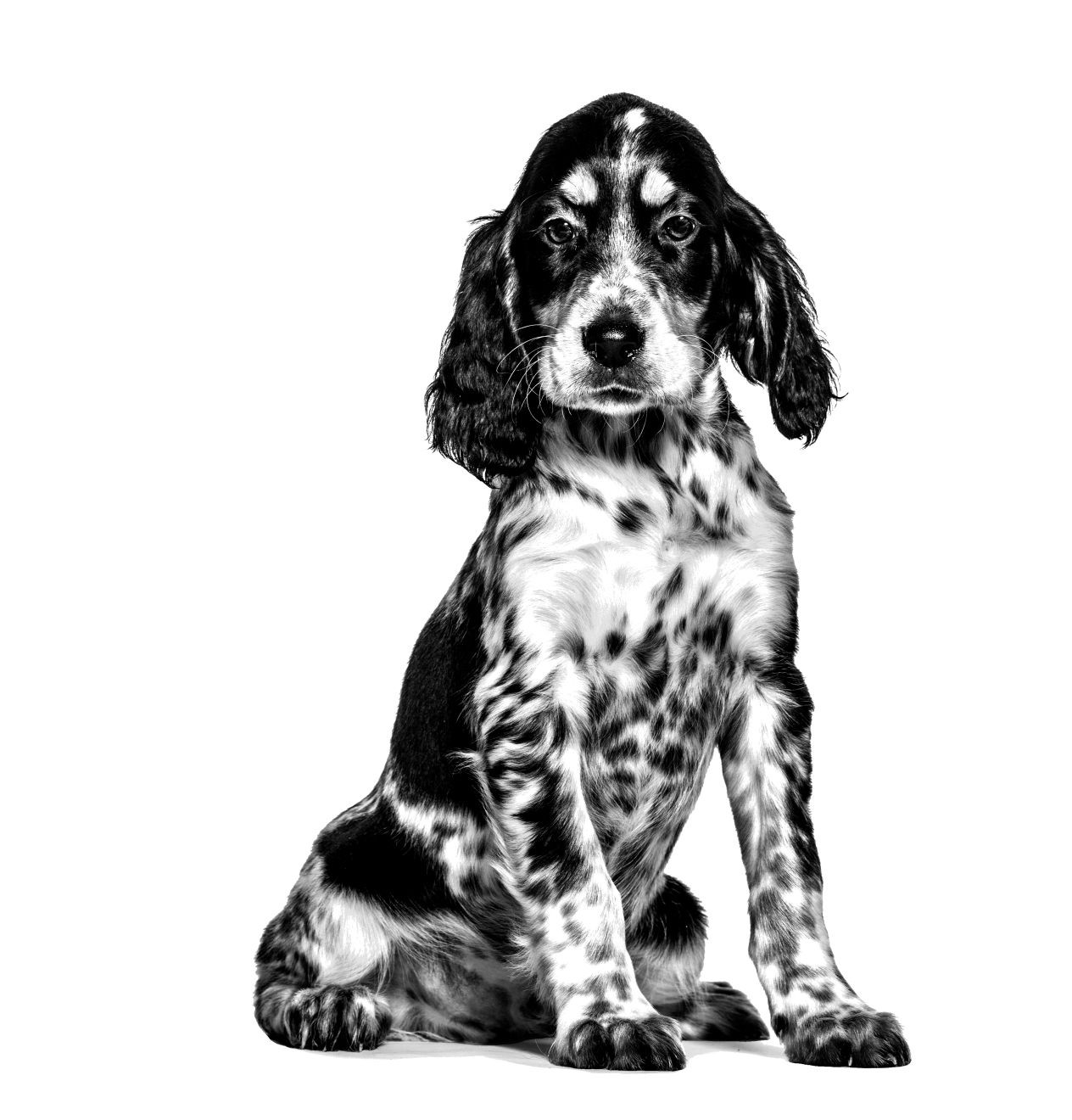 ROYAL CANIN Dog Gastrointestinal Puppy VHN - trockenfutter für Hunde - 1kg - foto 1