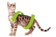 SHELMA Indoor Rich in turkey - trockenfutter für Katzen - 5x750g - foto 5