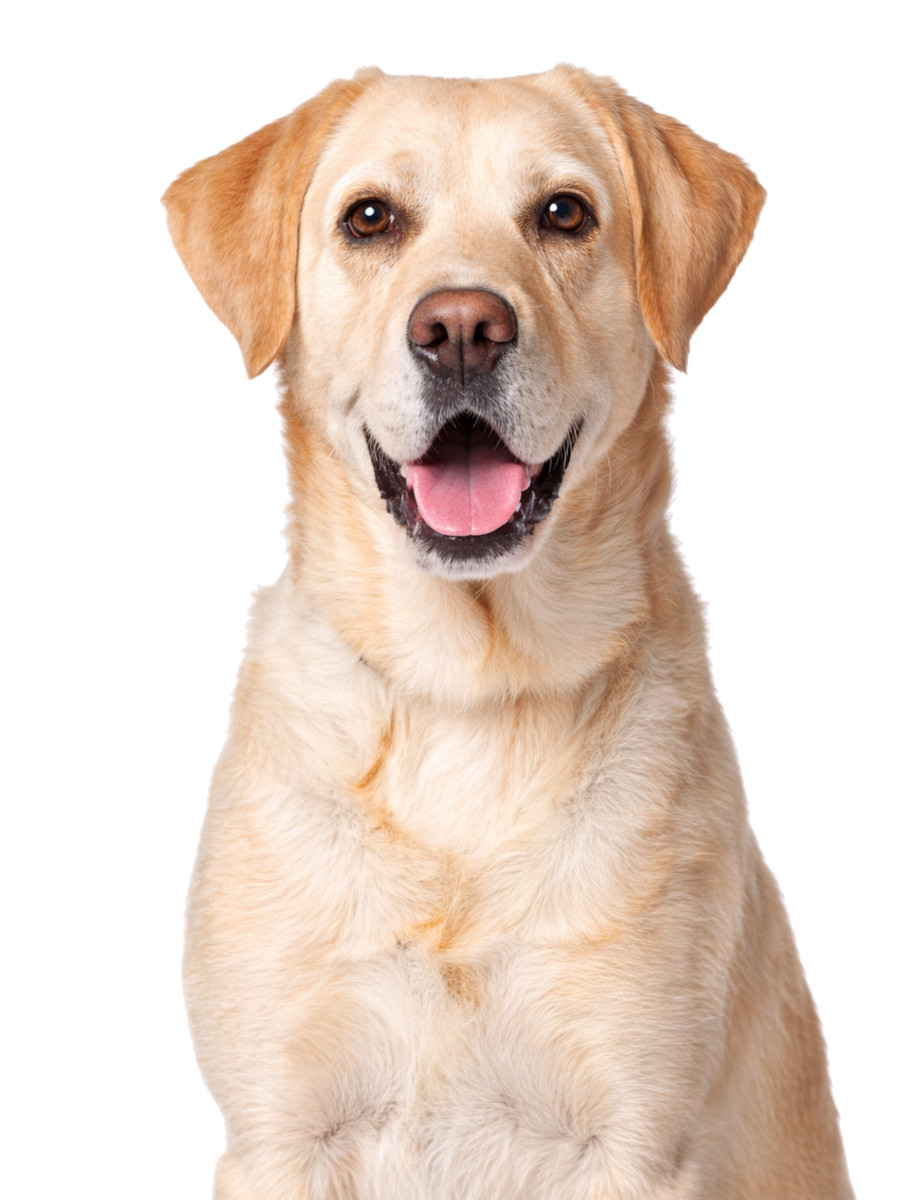 JOHN DOG Pure Black Special Edition Lamb - Nassfutter für Hunde - 800g - foto 3