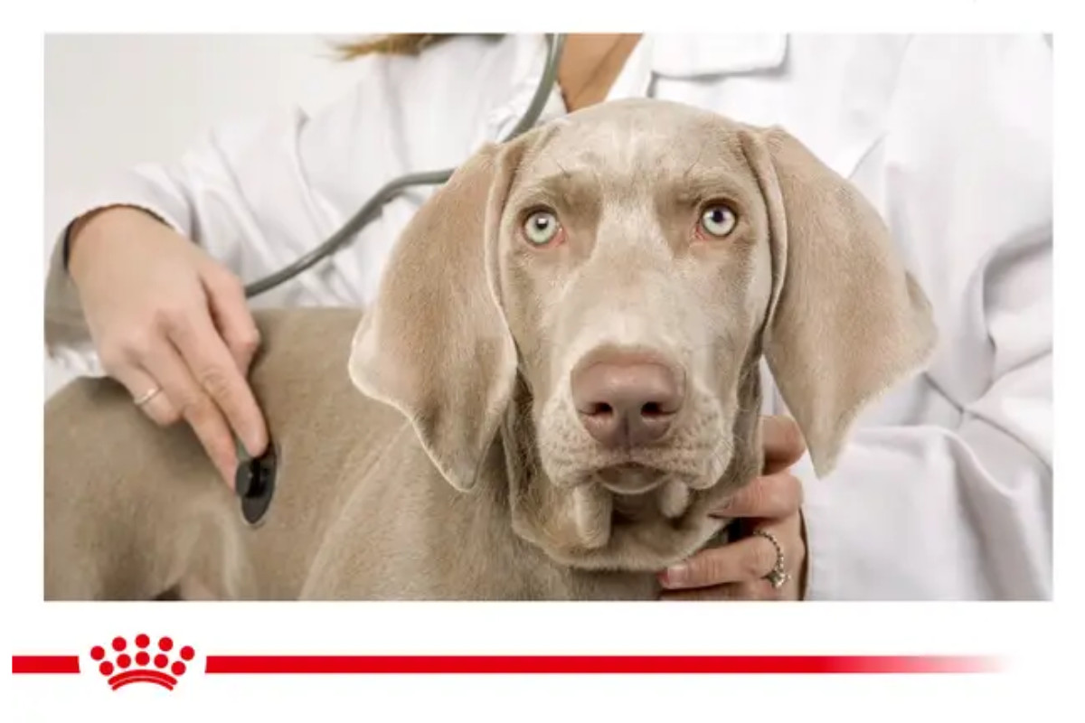 ROYAL CANIN Gastrointestinal Low Fat - Trockenfutter für Hunde - 6 kg - foto 3