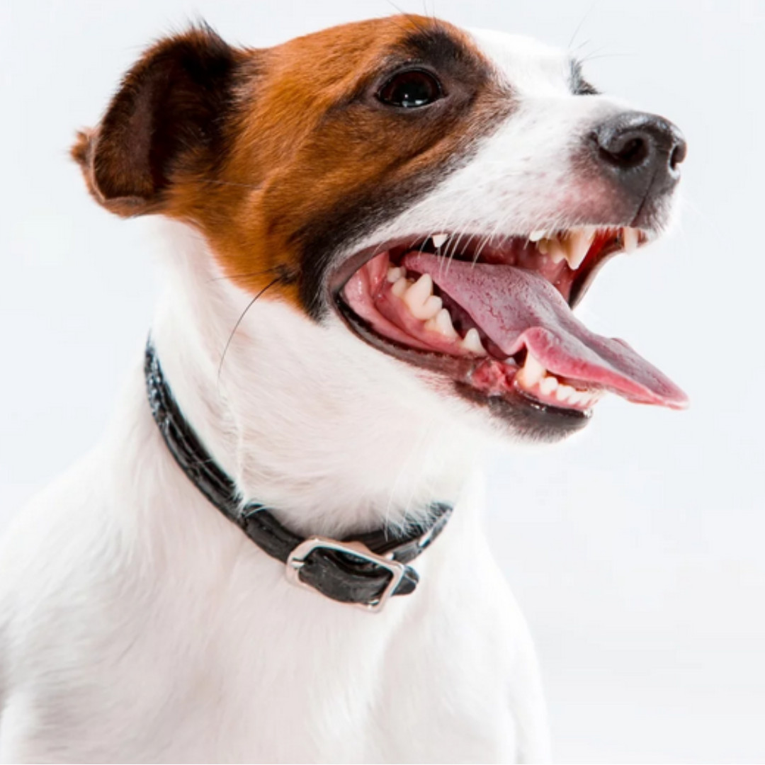 JM SANTE Vet Protector Pro Muko - schutzgel für die mundhöhle bei hunden und katzen – 15 ml - foto 3
