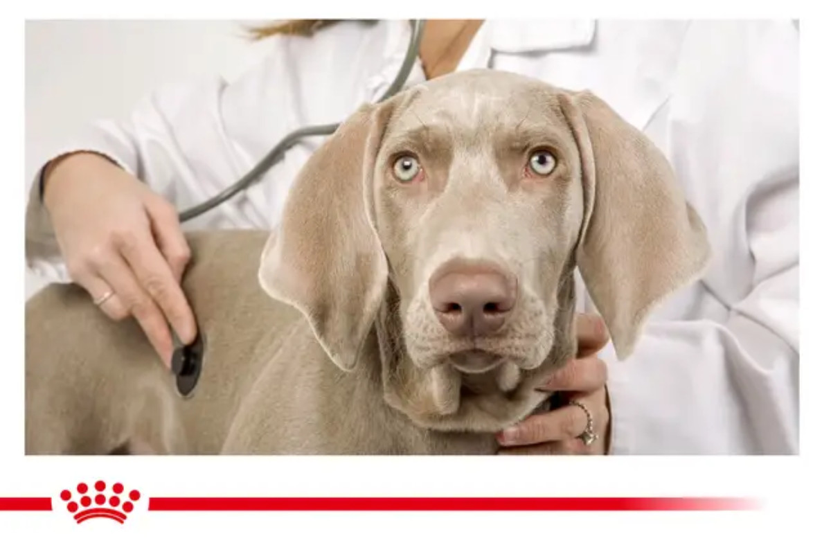 ROYAL CANIN Gastrointestinal Low Fat Trockenfutter für Hunde - 1.5kg - foto 3