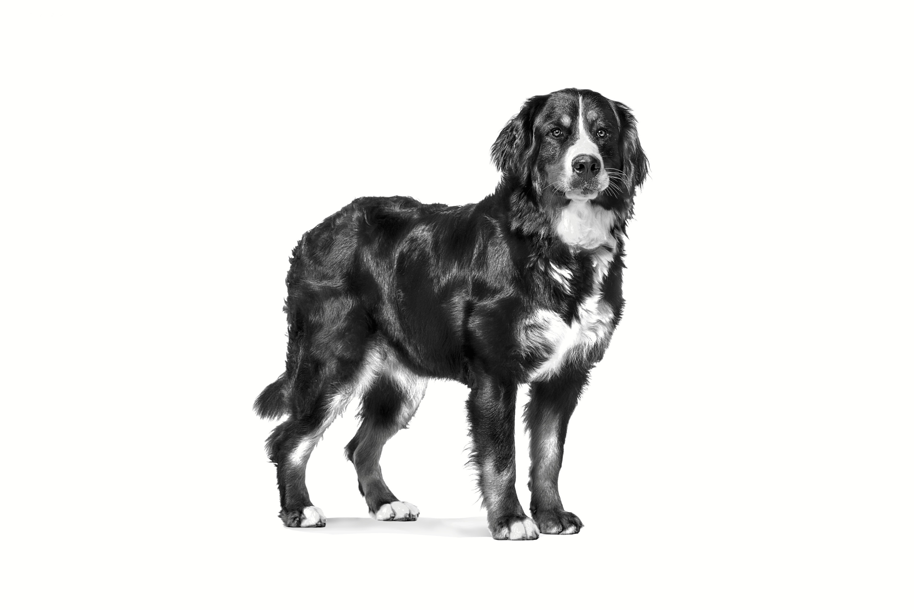 ROYAL CANIN Dog Neutered Adult Large VHN - trockenfutter für Hunde - 13kg - foto 1