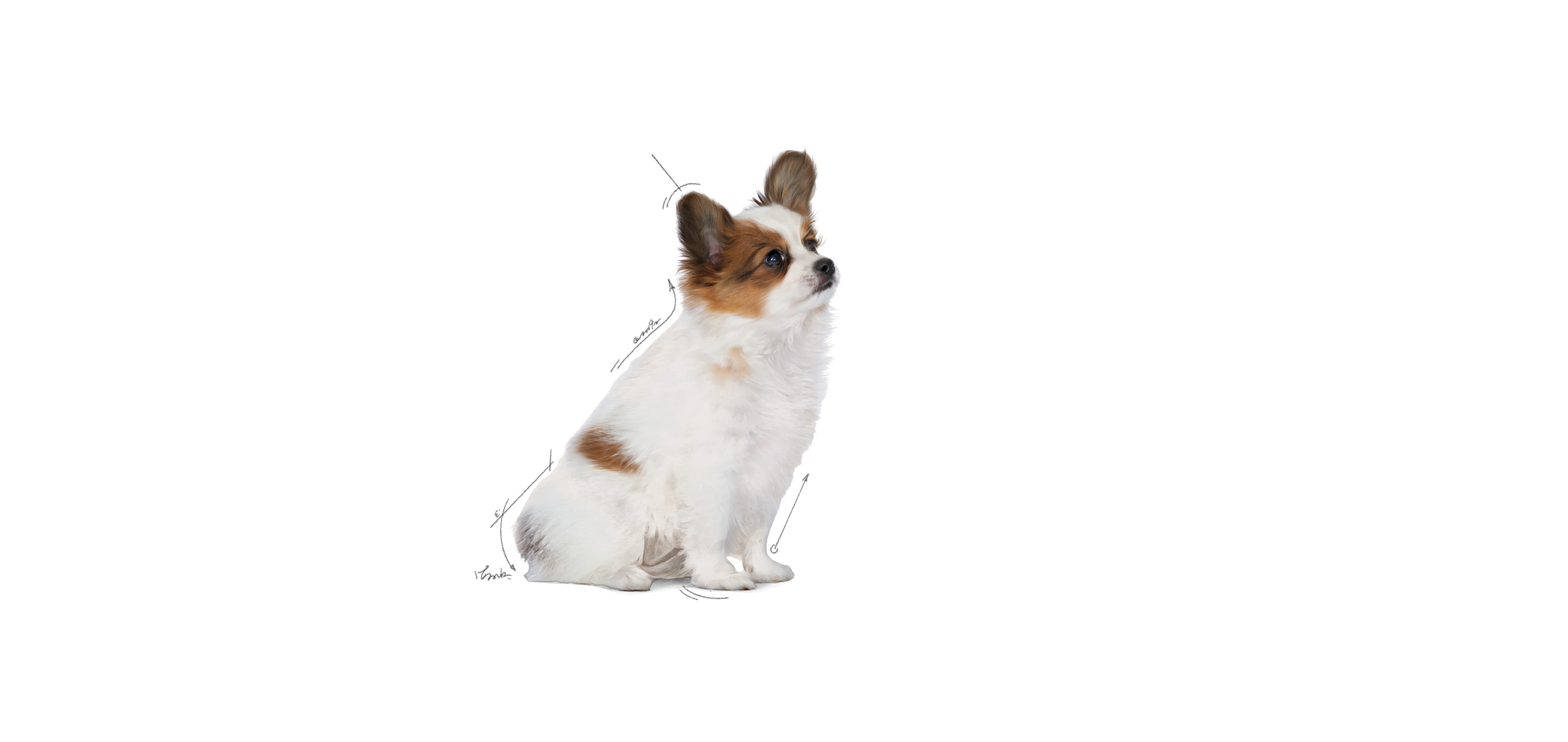 ROYAL CANIN X-Small Puppy - trockenfutter für Hunde - 1,5kg - foto 1