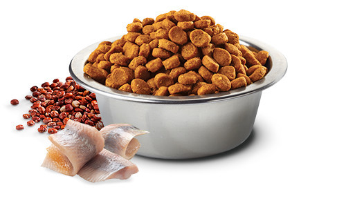 FARMINA N&D Quinoa Skin&Coat Cat Herring and Coconut Adult - Trockenfutter für Katzen - 300 g - foto 3