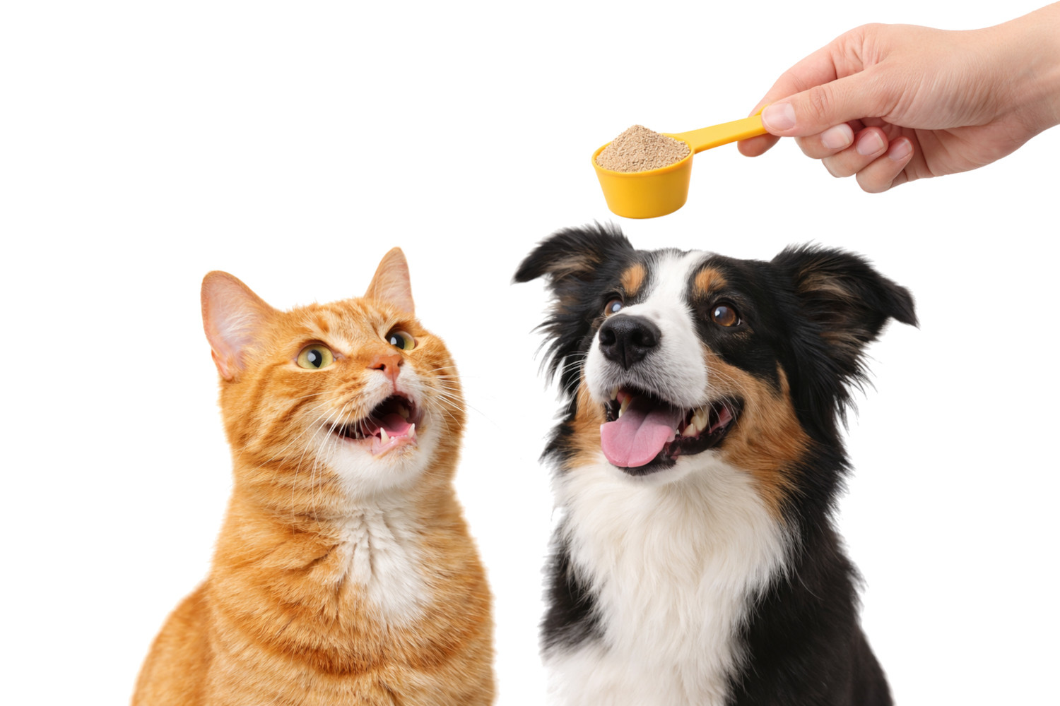 POKUSA RawDietLine Beta-Glucan - nahrungsergänzungsmittel für hunde und katzen - 250g - foto 5