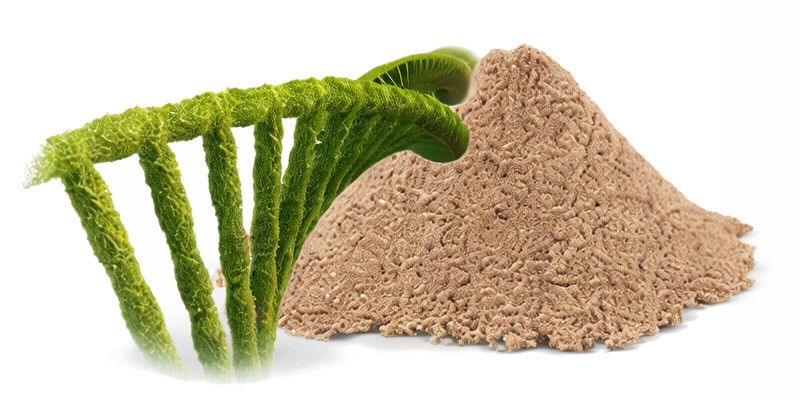 POKUSA RawDietLine Beta-Glucan - nahrungsergänzungsmittel für hunde und katzen - 250g - foto 2