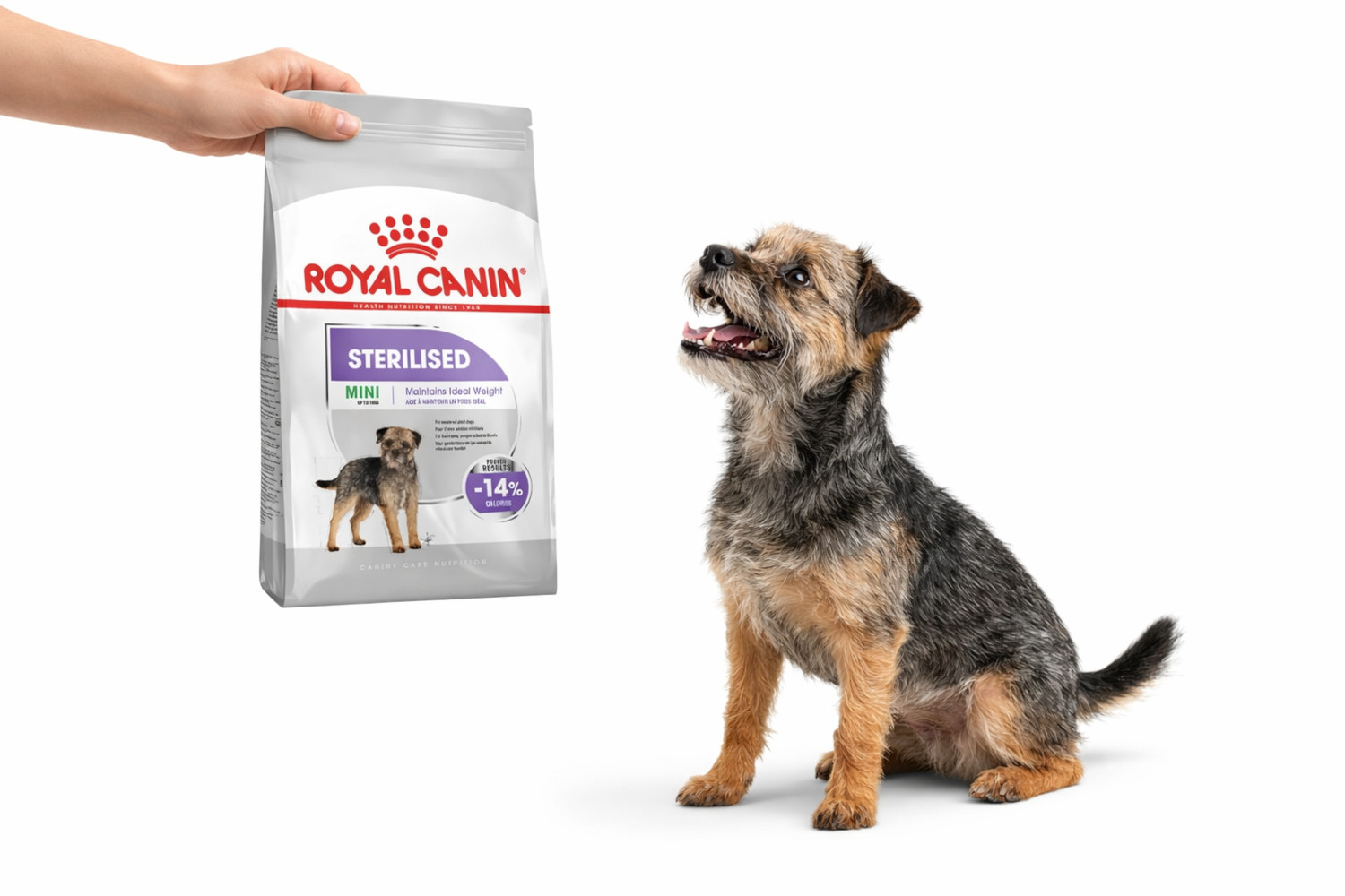 Royal Canin CCN MINI STERILISED - Trockenfutter für ausgewachsene Hunde - 8kg - foto 3
