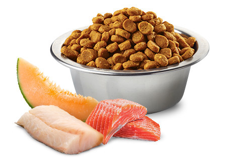 FARMINA N&D Ocean Dog Salmon, Cod, Cantaloupe, Melon Adult Mini - Trockenfutter für Hunde - 2.5 kg - foto 3